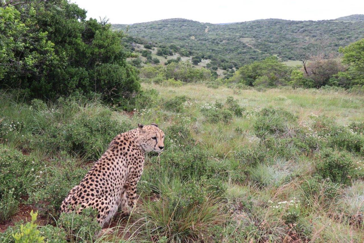 Hopewell Private Game Reserve Buyskloof Exterior foto