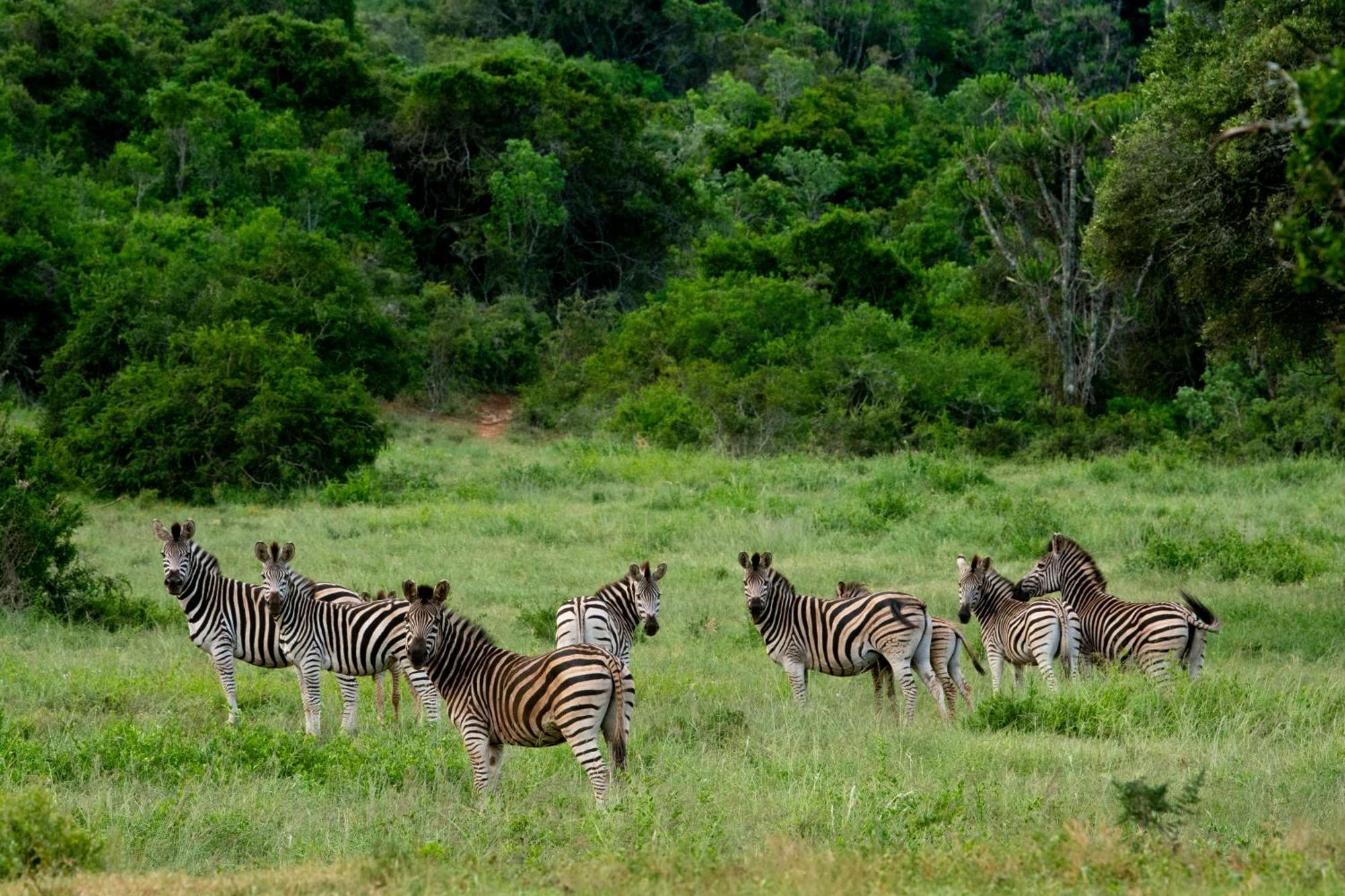 Hopewell Private Game Reserve Buyskloof Exterior foto